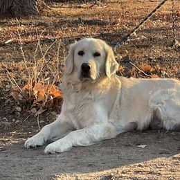 River - Golden Retriever