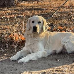 River - Golden Retriever