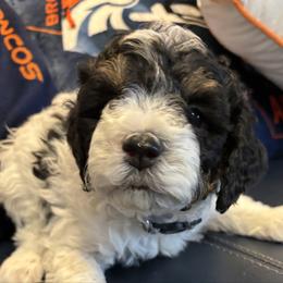 Silver Collar Boy - Black and white male Bernedoodle puppy in Colorado Springs, Colorado from Pikes Peak Doodles