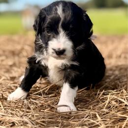 Purple collar toy - Black tri-color female Aussiedoodle puppy in 32046, Florida from River Hill Ranch