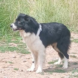 Hoss - Border Collie