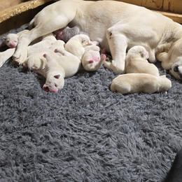 Boy3 - White male Central Asian Shepherd Dog puppy in Michigan from Guardian Dog