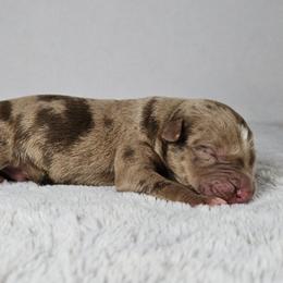 Wesson - Red merle male Catahoula Leopard Dog puppy in Doerun, Georgia from Twig & Tail Puppies