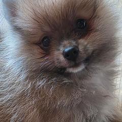 Adkpom Summer Orange Sable - Orange sable female Pomeranian puppy in Gloversville, New York from ADKPOM Adirondack Pomeranians