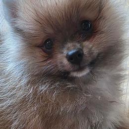 Adkpom Summer Orange Sable - Orange sable female Pomeranian puppy in Gloversville, New York from ADKPOM Adirondack Pomeranians