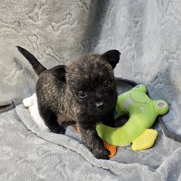 Girl 2 purple - Black brindle female Cairn Terrier puppy in Lore City, Ohio from Loves Kennel