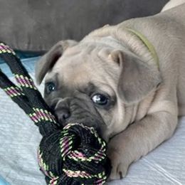 French Bulldogs from Olvera Frenchies