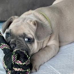 French Bulldogs from Olvera Frenchies