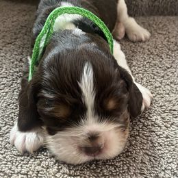 English Springer Spaniel Puppies from Picky’s Puppies