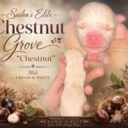 Chestnut - Cream and white male Chihuahua puppy in New Castle, Delaware from Sasha’s Elite Kennel LLC