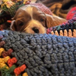 Flo boy - Blenheim male Cavalier King Charles Spaniel puppy in Danville, Pennsylvania from RoaringCreek