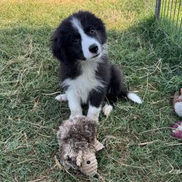 2 dots - Black male Border Collie puppy in Farmersville, Texas from Omegamtn Border Collies