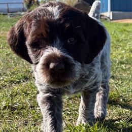 Wonder Woman - Brown and gray female Wirehaired Pointing Griffon puppy in Grangeville, Idaho from Happy Hollow Griffons