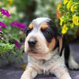 Basset Hound and Beagle Puppies from Orange Mountain Basset Hounds & Beagles