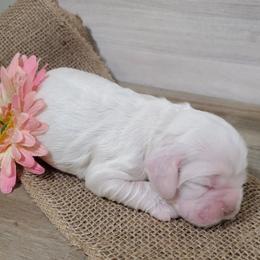 Cocker Spaniel Puppies from Chloe's Cocker Spaniels