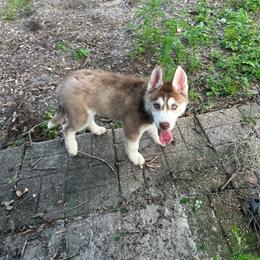 Tundra - Sable and white female Siberian Husky puppy in Lakeland, Florida from Ice Blue Legacy Siberians Huskies