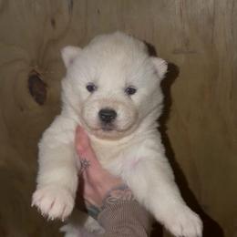 Girl 3 - White female Siberian Husky puppy in Iron River, Wisconsin from Wiemeri Siberians