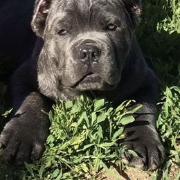 Cane Corso Puppies from CRUCIAL CANE CORSOS