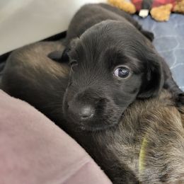 Blue - Black male Dachshund puppy in Casa Grande, Arizona from Harris Hugs and Wiener Wiggles