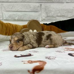 Liberty Bell - Dapple female Dachshund puppy in Three Rivers, Michigan from Michiana Dachshunds