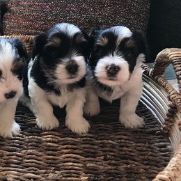 Biewer Terriers from Caramore Farm