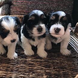 Biewer Terriers from Caramore Farm
