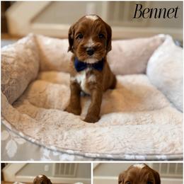 Bennet - Red male Australian Labradoodle puppy in Summerfield, North Carolina from Four Oaks Labradoodles