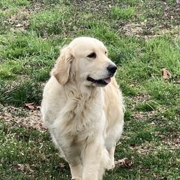 Piper - Golden Retriever