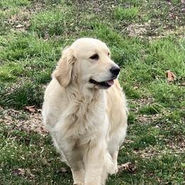Piper - Golden Retriever