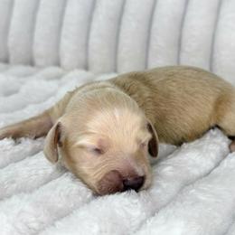 Hot pink - Cream female Dachshund puppy in Lakeland, Florida from Buckwild Doxies