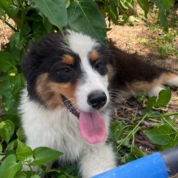 Slate - Black tri-color male Australian Shepherd puppy in Weaver, Alabama from All Hale Aussies