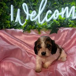 Megan - Piebald female Dachshund puppy in Lake City, Florida from My Ditzy Doxies of Florida