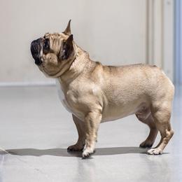 Jagger - French Bulldog