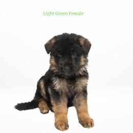 Light Green Female - Black and red female German Shepherd puppy in Kamas, Utah from Uinta Mountain Shepherds