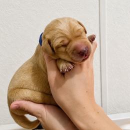 Ray - Yellow male Labrador Retriever puppy in Newaygo, Michigan from Royal Oak Gundogs
