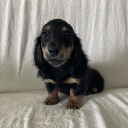 Gnocchi - Black and tan male Dachshund puppy in Venice, Florida from JD’s Weiner-Wonderland