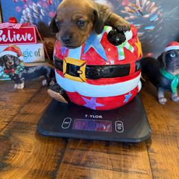 Sydnie - Sable female Dachshund puppy in Madisonville, Texas from Little B’s Dachshund Farm