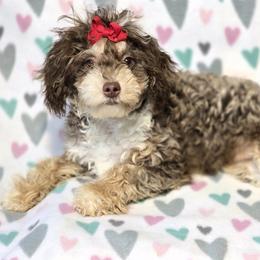 Cocoa - Bernedoodle