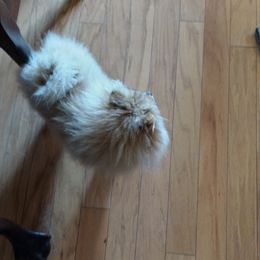 Pearl - Pomeranian