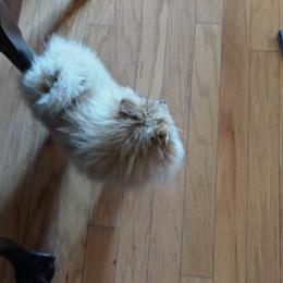 Pearl - Pomeranian