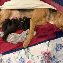 Hannah - Black and tan female Airedale Terrier puppy in Thomasville, North Carolina from Beitzel Babies