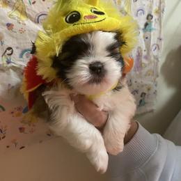 Shih Tzu Puppies from Tiny Bubbles Shih Tzus
