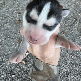 Almond - Black and white female Siberian Husky puppy in Burnsville, North Carolina from Peterson Puppies
