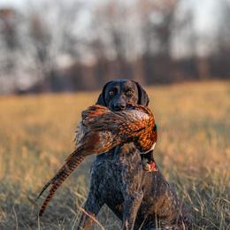 UKC CH INT CH NAT CH Nosam's Dawn Of The Dragon NAI JH BCAT CA FITB - German Shorthaired Pointer