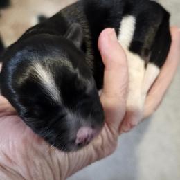 Biewer Terrier puppies from BiewerHeart Yorkies