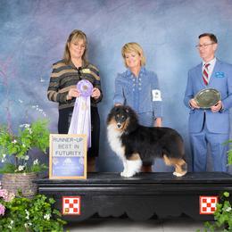 Minnow - Shetland Sheepdog