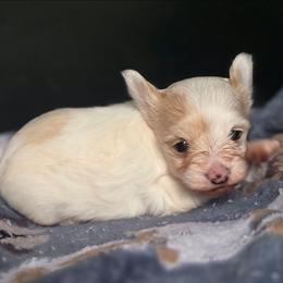 Girl 1 - Tan and white female Yorkshire Terrier puppy in White Pigeon, Michigan from Kathys Yorkie and Shih-tzu Cuties