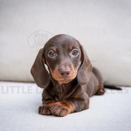 Cosmo - Chocolate and tan male Dachshund puppy in Temecula, California from Naomi Magee's Dachshund Kennel