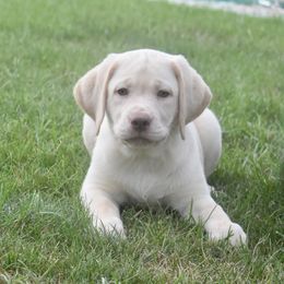 Dilute Retriever Puppies from Royalty Retrievers