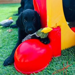 Golden Retriever Puppies from Firefly’s Retrievers